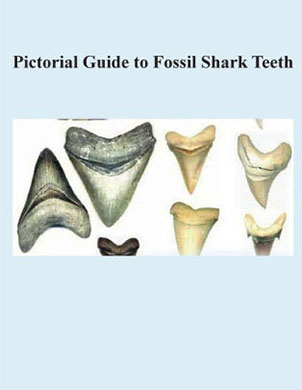Pictorial Guide to Fossil Shark Teeth